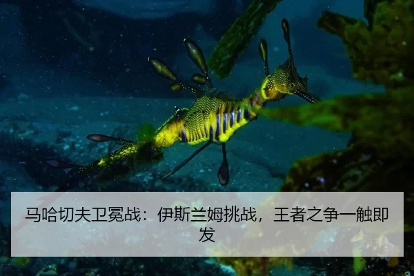 马哈切夫卫冕战：伊斯兰姆挑战，王者之争一触即发